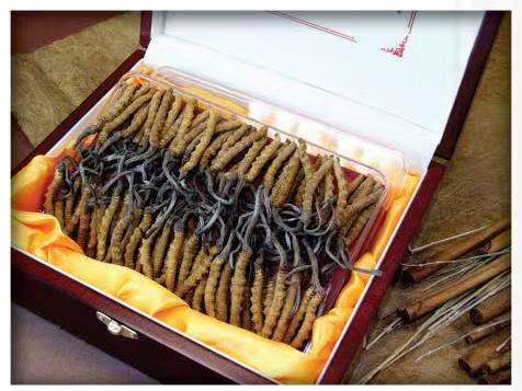 卢龙冬虫夏草回收